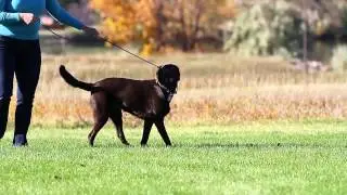 Perfect Pace Handling and Training Tips