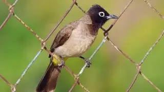 طائر البلبل | العصفور يغرد فوق الشجرة | Bulbul bird