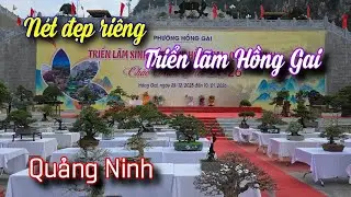 SH.11356. Bất ngờ trước triển lãm Hồng Gai lần thứ nhất. Đẹp và Tôn vinh trọn vẹn Bonsai Hạ Long. 
