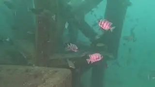 千葉県 坂田のダイビングポイント「松根」の漁礁は凄い魚の群れ