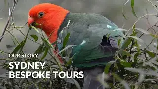 Sydney Bespoke Tours: Our Story | Australian Wildlife Journeys