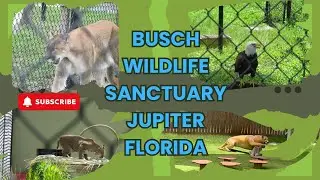 Budget-Friendly Family Fun at Busch Wildlife Sanctuary in Jupiter, Florida