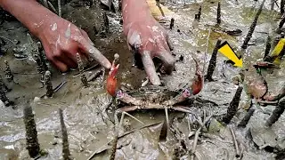 Dry season 2021, Amazing Boy Catching Mud Crabs by Hand at Mangrove Forest