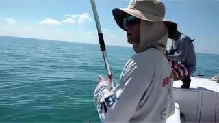 Cobia Fishing in Naples Florida 2017