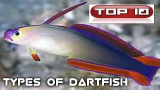 Top 10 Pesci Dardo 🐠