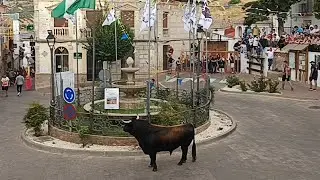 Encierro de Genave 2025.                   Septiembre 