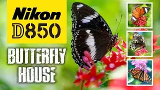 Nikon D850 | Butterfly House | You Won't BELIEVE This Place!