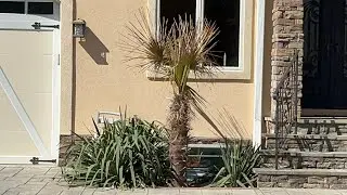 Give damaged palms time to recover