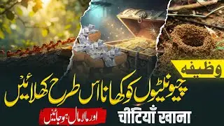The Power of Feeding Ants | Wazifa for Wealth and Abundance | Islamic Learning Hub