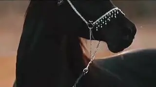 Black horse reels | whatsapp status | #ghoda #viral #trending #status #horse🐴🐴🐴
