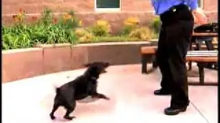 Most dog bad behavior based in fear