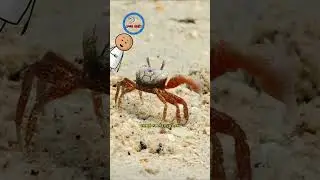 &iquest;Por qu&eacute; este cangrejo tiene una pinza tan desproporcionada? 🦀🎻