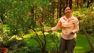 How to Plant Specimen Trees