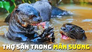 Rái Cá - Bí Ẩn Thợ Săn Sông Nước | Khám Phá Thế Giới Động Vật Hoang Dã