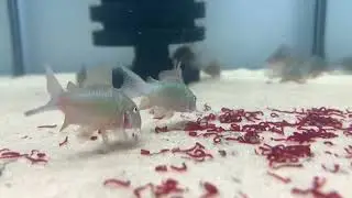 Emerald Cory (Corydoras Splendens) Riverpark Aquatics