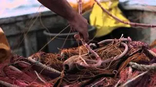 Sciabica su Capo Mele - Traditional fishing with boat in Liguria