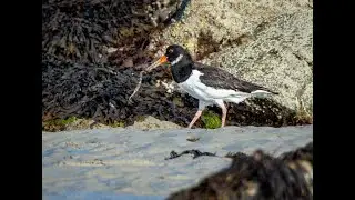 Le chant de l'Hu&icirc;trier pie - Eurasian Oystercatcher singing #birds #wildlife #birdslover #birdsounds