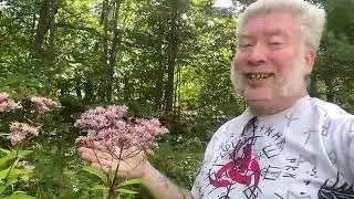 Joe Pye Weed