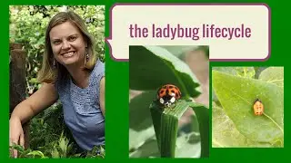 Ladybug Lifecycle