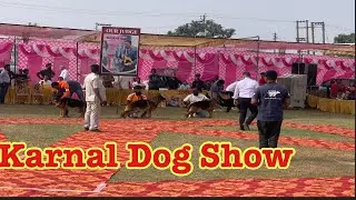 Long Hair German Shepherd Ring At Karnal Dog Show With Beautiful Black German Shepherd