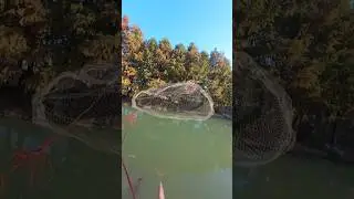 How The Fisherman Cast His Net In The River #feederfishing #bottomfishing #codfishing #fishingcruise