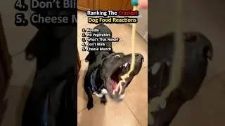 Ranking The Funniest Dog Reactions to Food 🐶