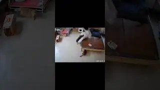 why is the cat like that ?💀