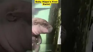 Baby Hippo's First Swim!