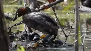 Yet another new nest by LITTLE GREBE parents - 24th November 