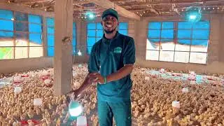 Poultry Farming in Nigeria, one of the biggest Poultry brooding farms in Nigeria.
