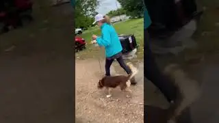 Neighbors INTENTIONALLY Run Over Dogs As 40+ Pups Wander Off Rural Property [STORY BELOW]
