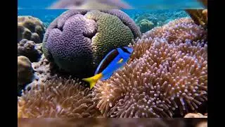 JayFX Coral Reef Sleep Music &ndash; Baby Lullaby Ocean Sounds (1 Hour)