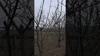 ЧЕРЕШНЯ перед частковим омолодженням.