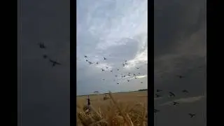 Almost that time of the year #minnesota #goosehunting #hunting