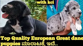 Top Quality European great dane puppies ಮಾರಾಟಕ್ಕೆ ಇವೆ|| great dane puppies for sale|| 8861640555||