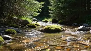 ASMR A rocky River flows quietly in the Forest for Focus and Study