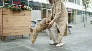 Joyful Dog Leaps to Greet Her Owner | Heartwarming 4K Pet Reunion