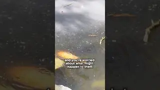 How to Keep Your Pond Fish Safe in Freezing Weather 🥶