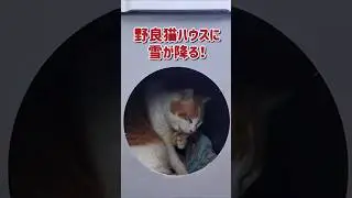 野良猫ハウスに雪が降る！　　　　　　　　#cat#ネコ#ねこ#猫