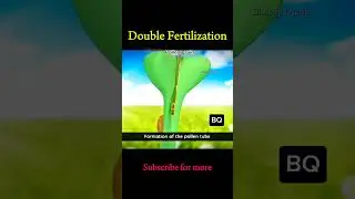 Double Fertilization: A Unique Feature of Angiosperms #biology #animationshorts #animation #shorts