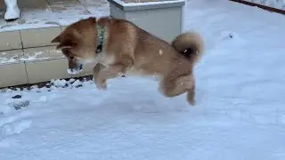 初めて雪を見た柴犬がこうなりました。