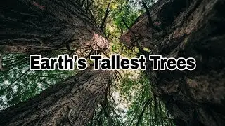 Inside the Giant Redwood Forest - Nature & Wildlife - Forest Facts - National Park - Ecosystems