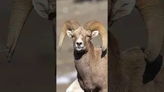 Ram in slow motion. #wildlife #bighornsheep #ram #nature #wildlifeshorts #natureshorts