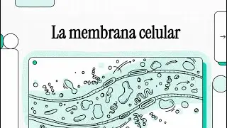 La membrana celular