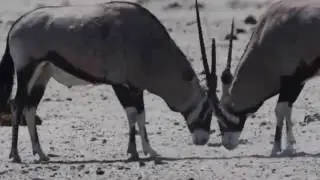 Oryx fights