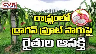 Dragon Fruit Cultivation In Jammalamadugu, Kadapa Dist. | Raite Raju | CVR News