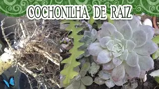 COCHONILHA DE RAIZ, ACABE COM ESSE PROBLEMA!