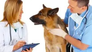 Forever Vets Animal Hospital