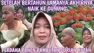 PERDANA PANEN BUAH RAMBUTAN DAN DURIAN HUTAN DI GUNUNG BERSAMA SUAMI BERTAHUN LAMANYA TAK KE GUNUNG