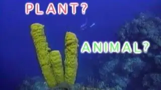 Exploring the Animal Kingdom